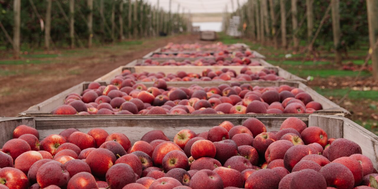 Bravo apples dominate east coast shelves