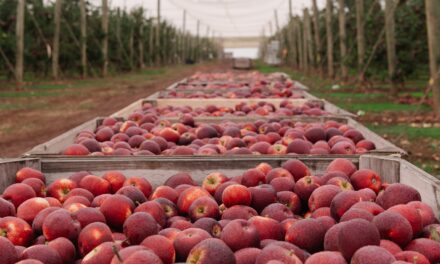 Bravo apples dominate east coast shelves