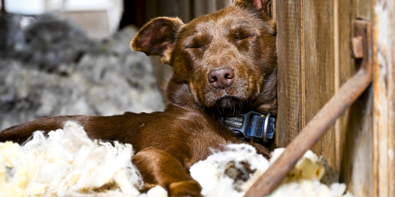 Sweet ag scene wows judges