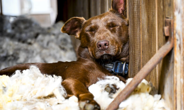 Sweet ag scene wows judges