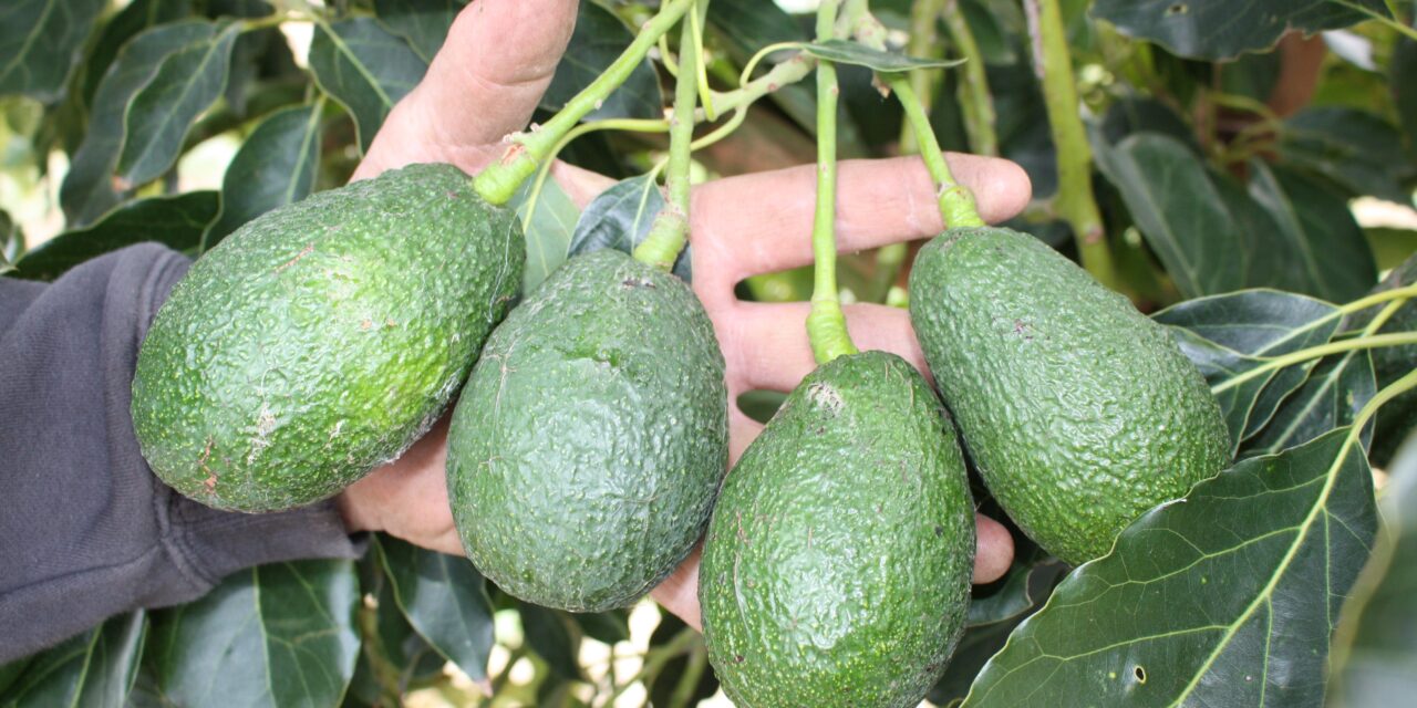 Avocados expected to flourish this season