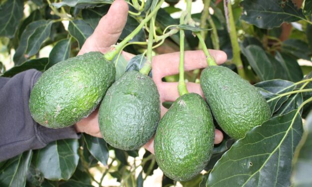 Avocados expected to flourish this season