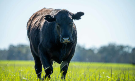 Advancement puts better Wagyu marbling on the menu