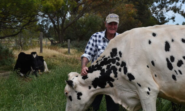 Jeff’s happiest among his cows