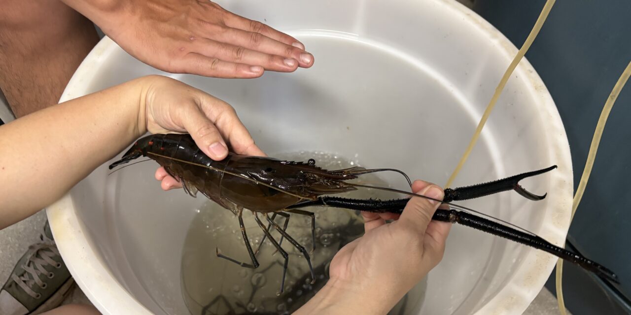 Indigenous community hatches prawn plan