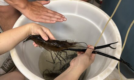 Indigenous community hatches prawn plan